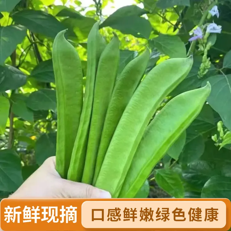 新鲜刀豆现摘现发江西农家蔬菜腌制泡菜剁椒应季时令大刀豆刀把豆