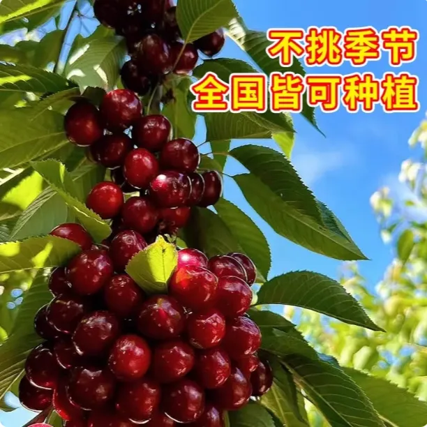 车厘子树苗樱桃树苖南方北方种植盆栽庭院果树矮化樱桃树大樱桃苗