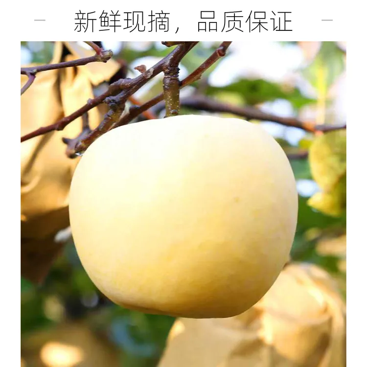 烟台奶油富士苹果3斤/4.5斤/8.5斤