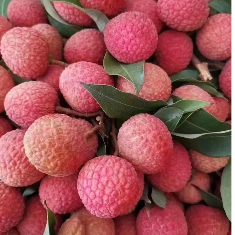 （空运）（白糖罂）皮薄如纸， 冰糖炸弹，纯甜无渣 一口飙汁告别酸涩