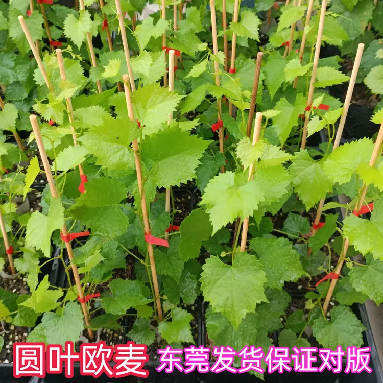 圆叶欧麦小苗中苗带杯带土一个月售后东莞发货保证对版-恒旺农业