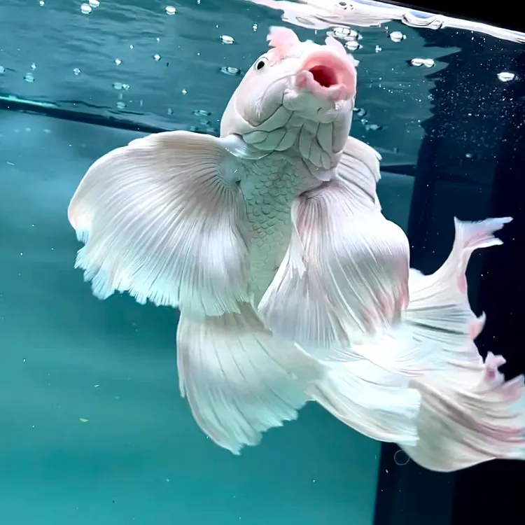 一物一拍，高端蝴蝶鲤，扇形手鳍，满臀上翘带勾