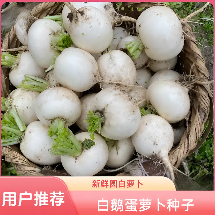 【白鹅蛋萝卜种子】露天种植清脆圆白小萝卜腌菜泡菜甜脆爽口蔬菜