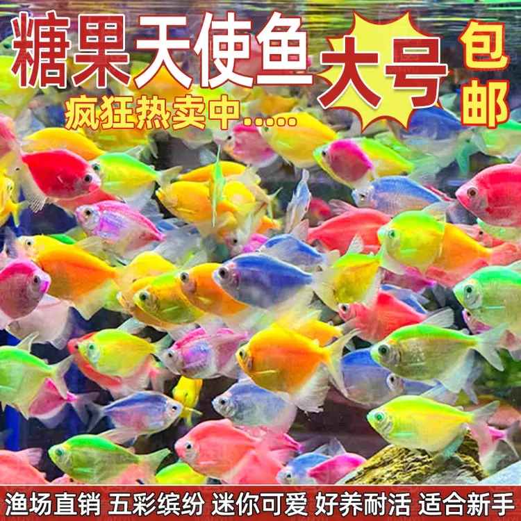 七彩天使七彩观赏天使鱼鱼观赏鱼小型热带淡水观赏鱼好养耐活