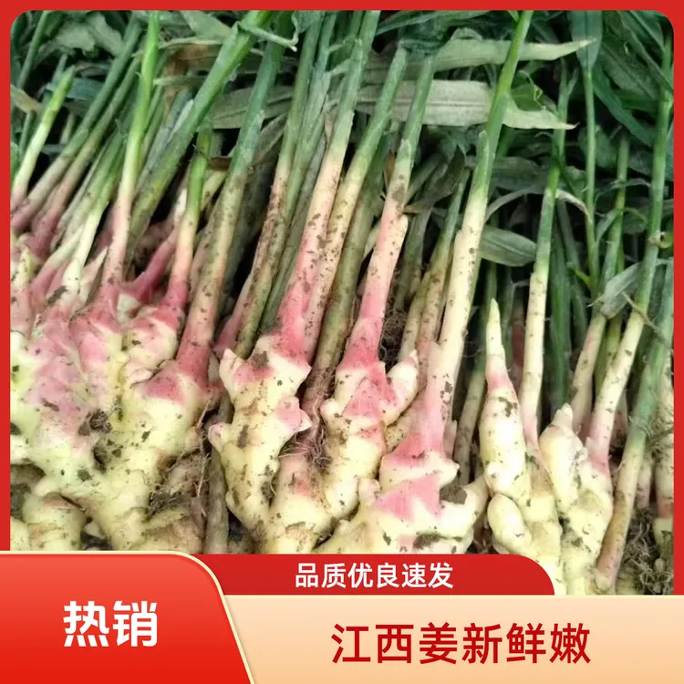 新鲜现挖红芽嫩仔姜农家腌制开胃当季蔬菜生姜