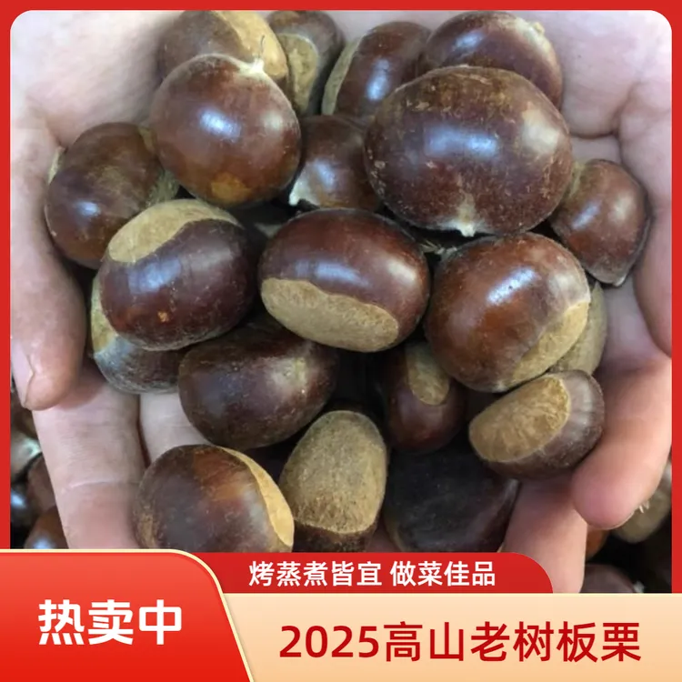 【推荐大果薄皮】山东高山老树板栗新鲜薄皮生板栗毛栗子 油栗子 