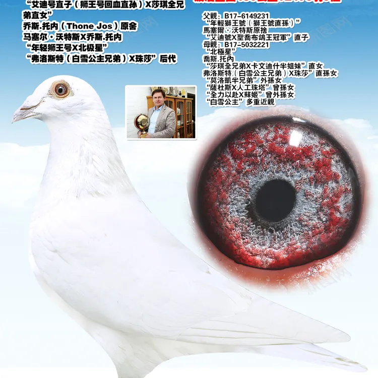 赛鸽信鸽种鸽适用的优质鸽粮鸽具