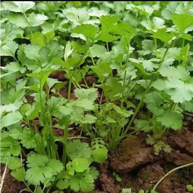 露天香菜现挖现发 坏烂包赔回家煲汤刷火锅