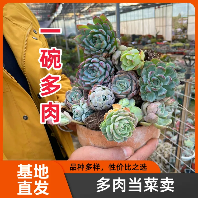 多肉当菜卖精控多肉基地大棚老根好养易活纸箱盲盒多个品种随机发