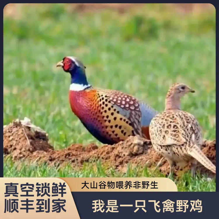 《飞禽山鸡两只》现杀七彩山鸡农家散养土鸡顺丰包邮