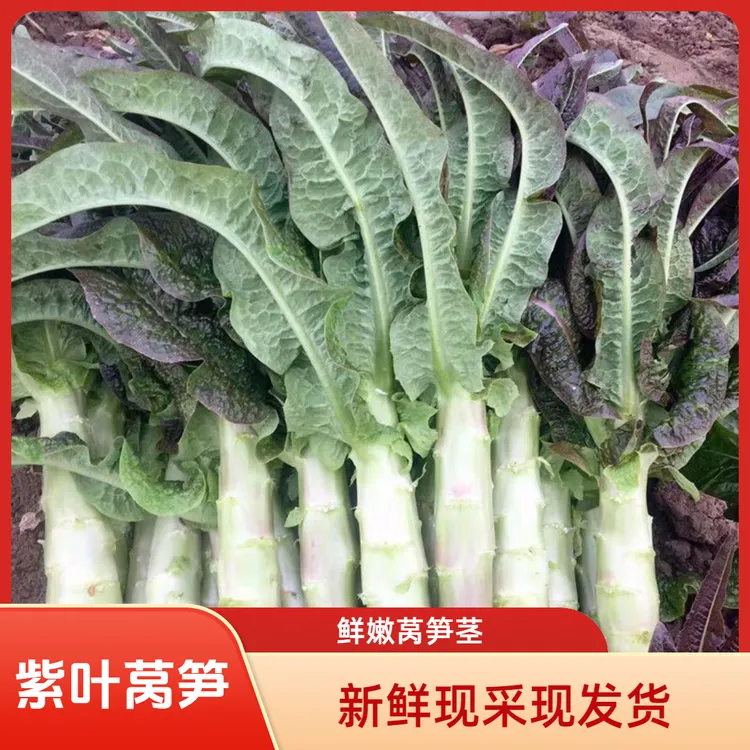 贵州高山尖叶浓香莴笋露天种植新鲜发货紫叶鲜嫩莴笋
