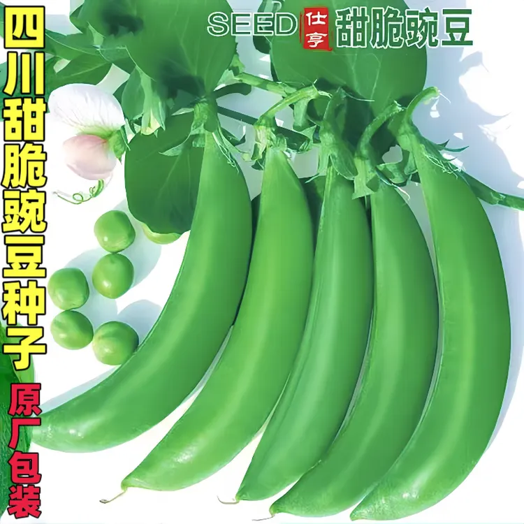 四川甜脆豌豆种子老品种长寿豆青豌大粒豌豆角豌豆尖种籽蔬菜种孑