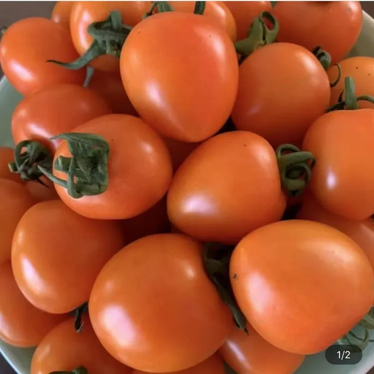 【奶荣专属】盘锦三色小番茄，酸甜可口，老人小孩都爱吃（大小混发）