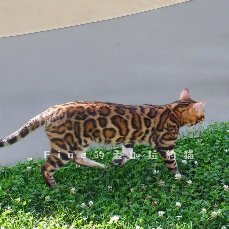 纯种孟加拉豹猫活体金豹银豹雪豹碳豹黑豹蓝豹幼猫宠物猫咪