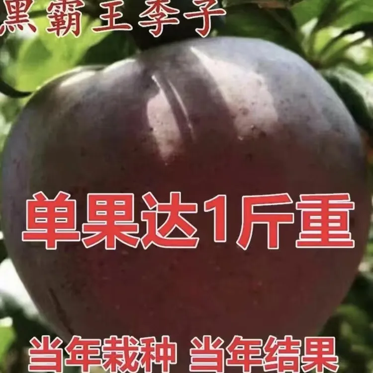 特大黑霸王李子树苗脱骨红心黑布林特大果布朗蜂糖李子苗正宗李苗