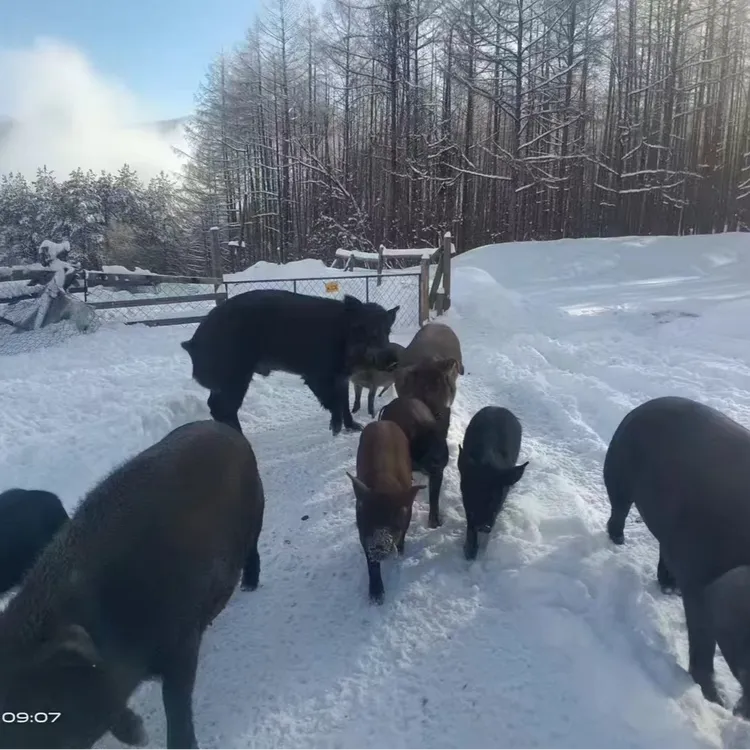 野猪二代跑山猪两年出栏5斤起邮