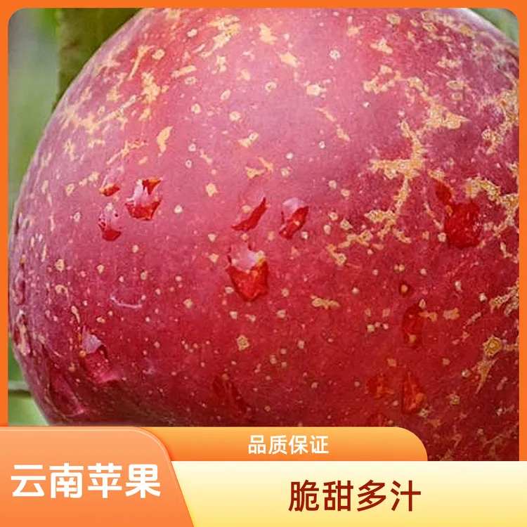 盛姐专属【盛姐专属】云南昭通原产地高山丑苹果脆甜多汁5斤包邮