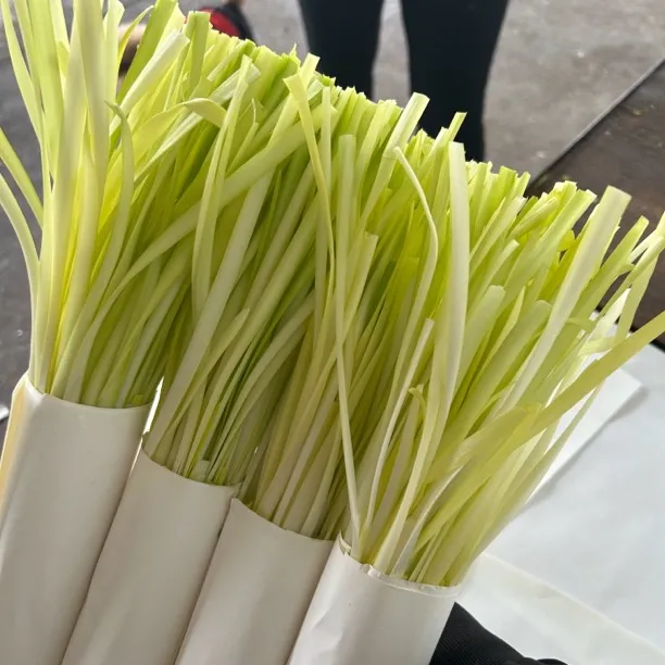 云南红河韭黄现摘新鲜韭黄当季鲜嫩黄韭菜嫩时令蔬菜非蒜黄