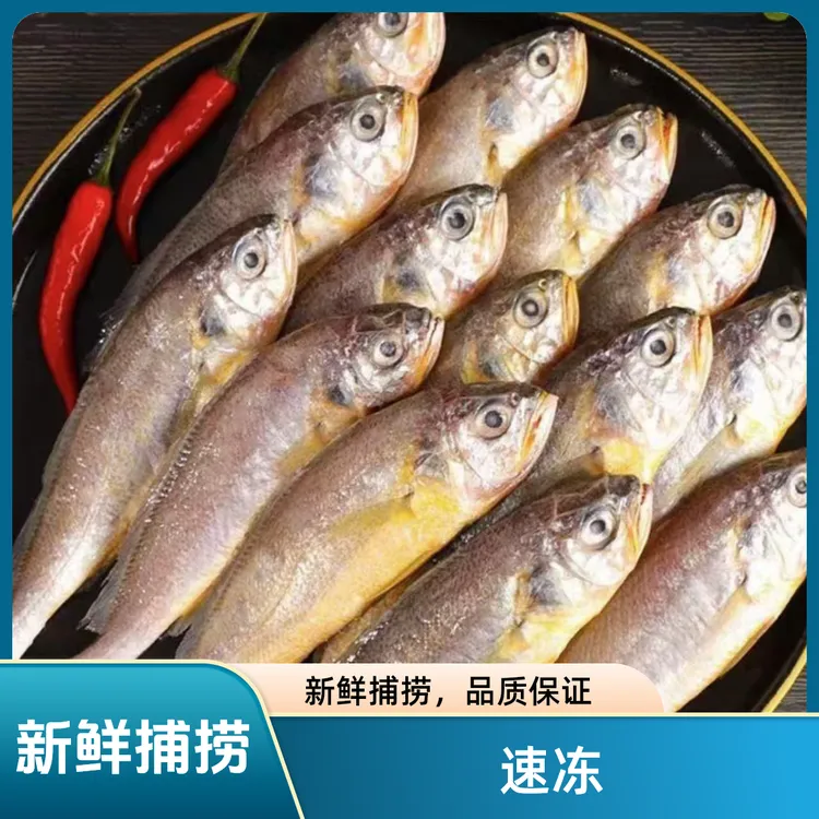 新鲜速冻小黄鱼冷冻海鲜肉厚刺少鲜冻小黄鱼