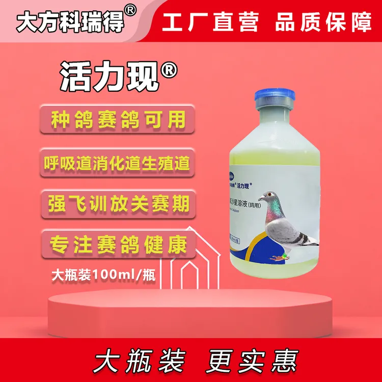 大方科瑞得活力现赛鸽种鸽信鸽观赏鸽圆环元宝鸟类不伤鸽不烧毛