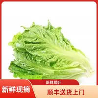 （顺丰快递）新鲜现摘罗马生菜2.5斤装