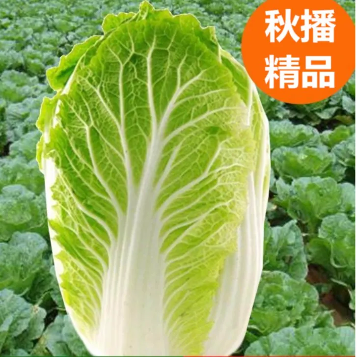 冬储大白菜种子抗病高产多叶适合家庭阳台小院种植