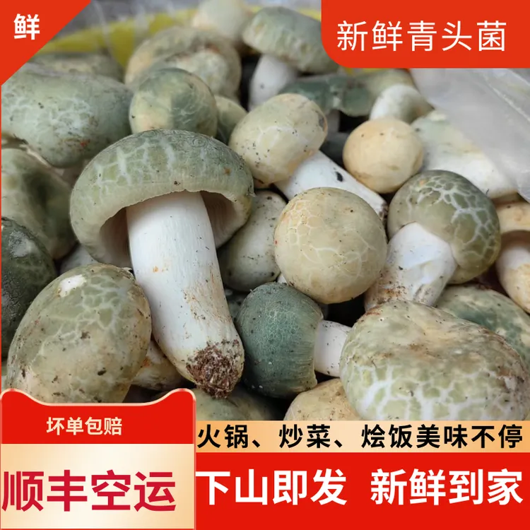 新鲜【青头菌】精选云南野生菌食用蘑菇山珍食材【顺丰包邮】