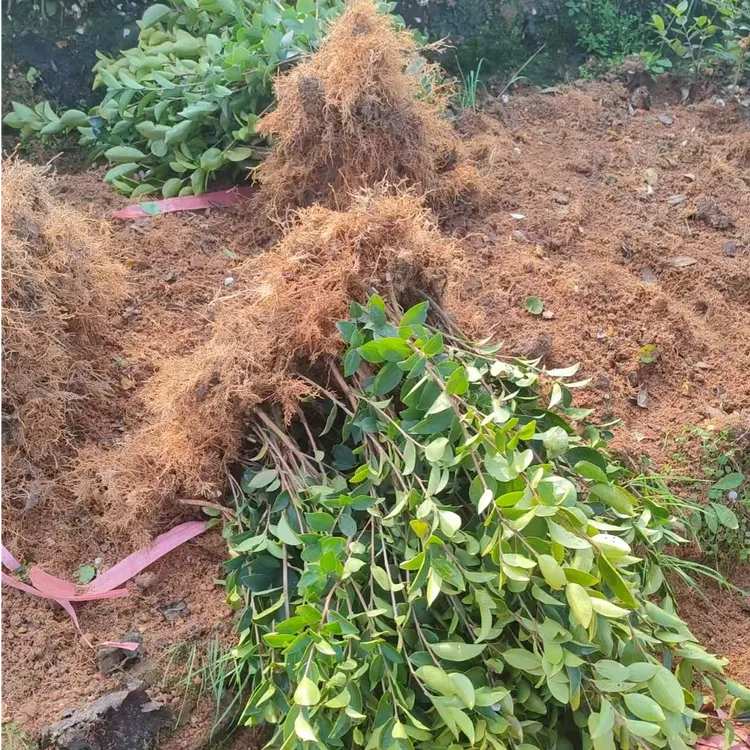 50株油茶树苗高产嫁接油茶苗茶籽树苗白花中大果南方种植包邮