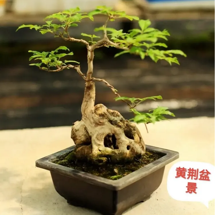 黄荆盆景素材随机发货新手入门微景观植物造景老桩办公室茶台花卉