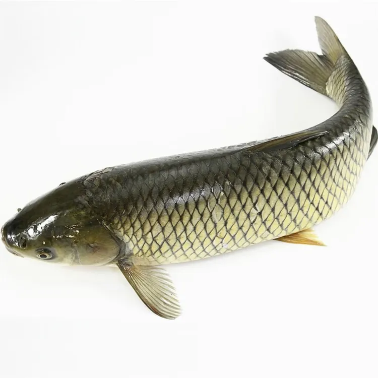 活体草鱼观赏鱼淡水鱼冷水鱼3 - 30cm大号