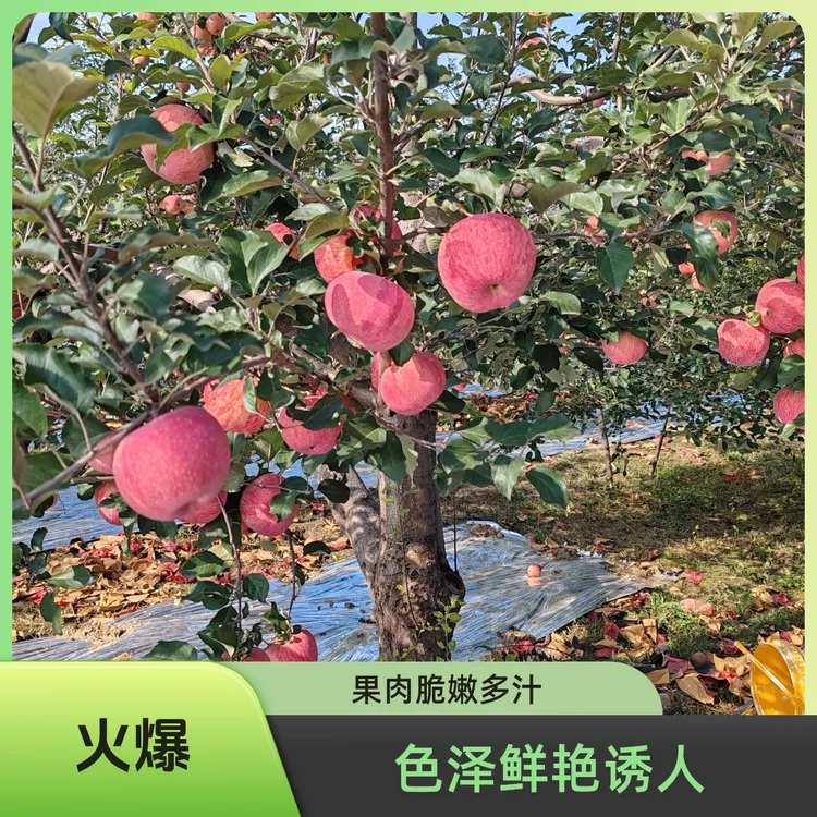 乾坤湾高山红富士苹果新鲜水果脆甜多汁皮薄肉厚应季现摘