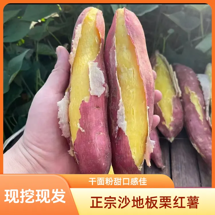 【现挖现发】正宗陕西板栗红薯，粉面干甜无筋无丝，粉面番薯粗粮代餐