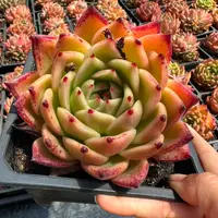12#金蛇郎君多肉植物 前男友精品多肉