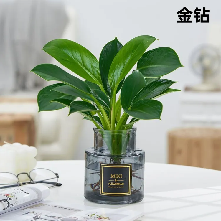 【大叶金钻】绿公主四季常青绿植室内可水培水养植物金钻绿植