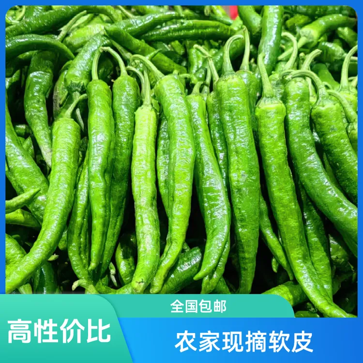 湖南本地青辣椒新鲜家庭南方软皮包邮正宗产地低价薄皮辣椒农家菜