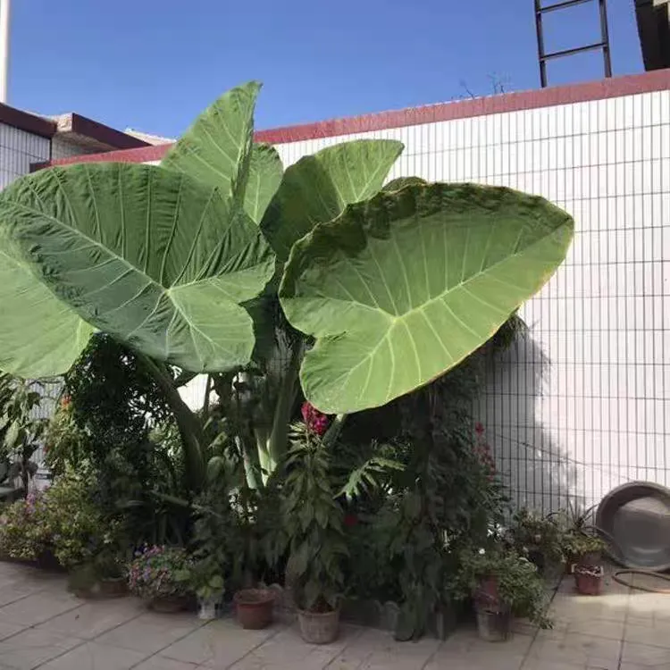 巨型象耳芋龙猫同款民宿 酒店 庭院室内室外网红造景大型观叶植物