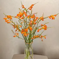 （牛家甄选）火焰兰云南鲜花基地直发