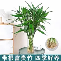 【带根更好养】富贵竹水培植物水养已生根好养绿植