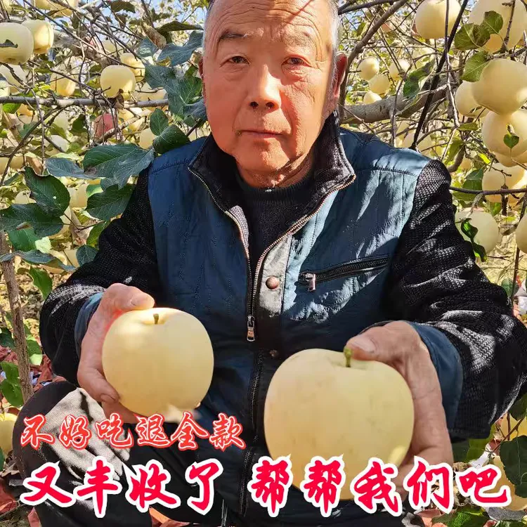 山东烟台奶油富士苹果脆甜果园采摘4.5斤/多汁冰糖心新鲜水果