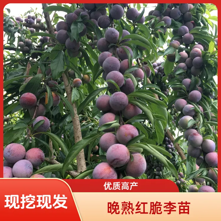 【果树】四川纯正晚熟红脆李子树苗现挖脆红李嫁接苗脱骨苗李子树苗