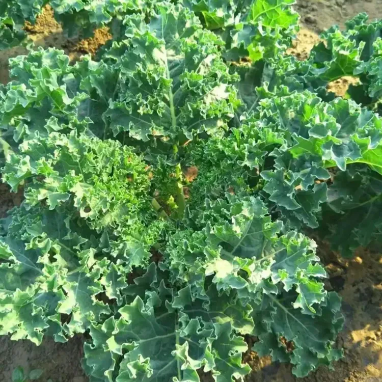 【羽衣甘蓝种子】家庭阳台小院四季种植盆栽地栽易种易活