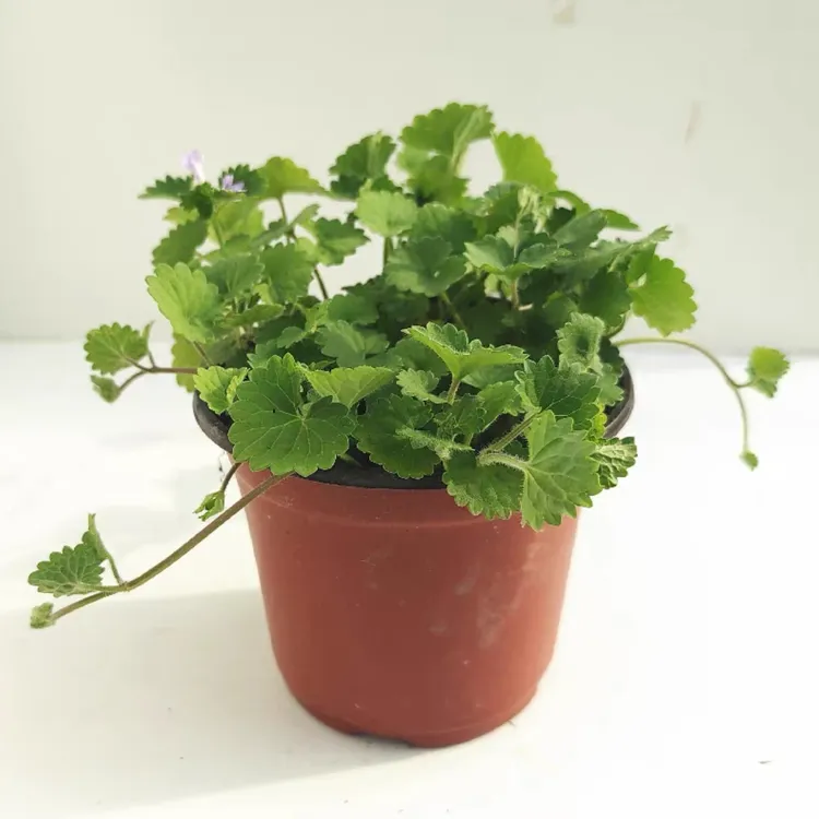 活血丹 遍地香地钱儿透骨消透骨风过墙风连钱草苗团经药肺风草