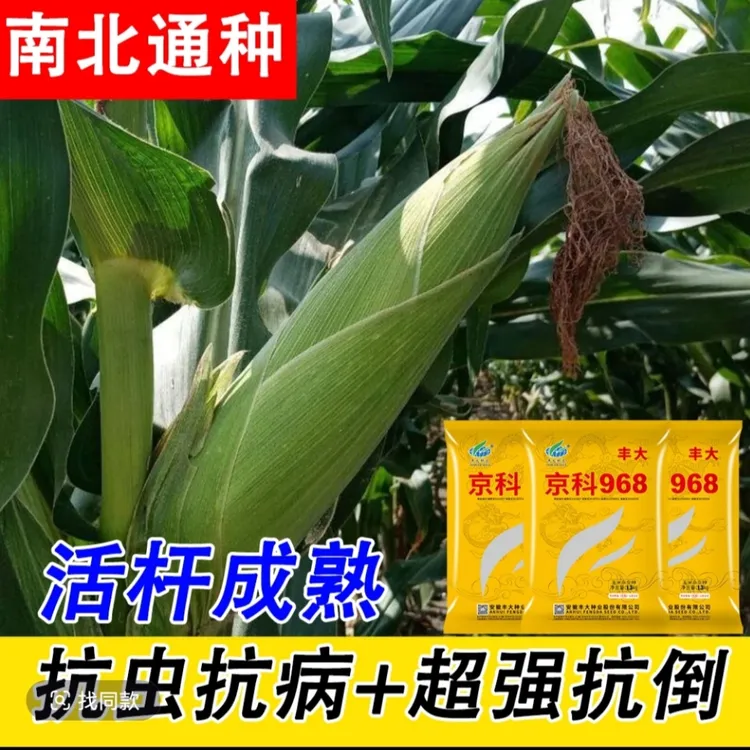 四国审丰大京科968 【耐高温一粒不少】抗旱能力强  真正抗病超高产