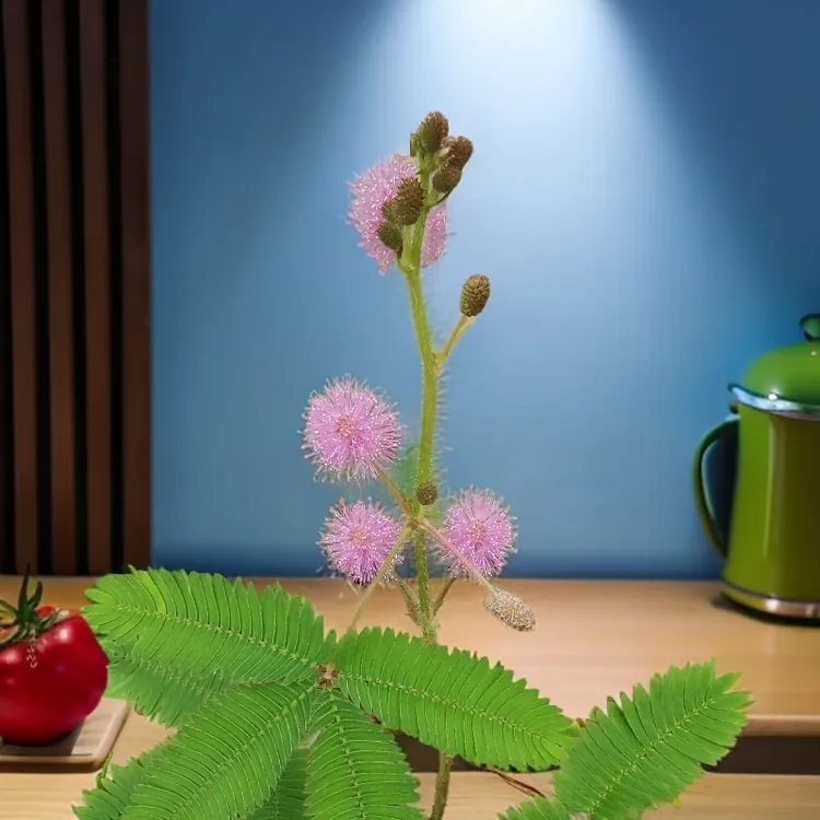 自然含羞草盆栽室内植物害羞草趣味花卉客厅阳台正宗绿植好养活