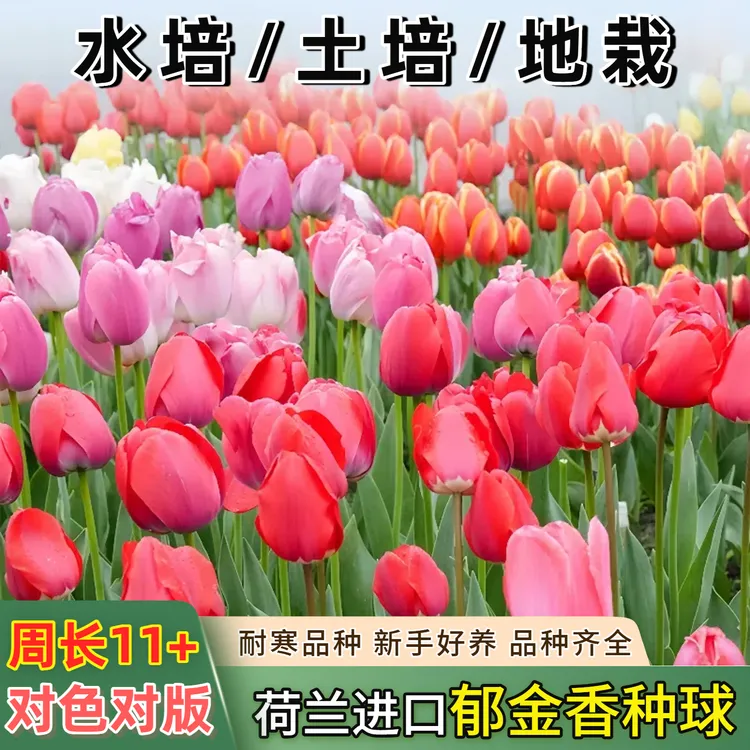 荷兰进口郁金香种球室内花卉盆栽耐寒绿植水培土培地栽新手好养活