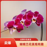 悠花里蝴蝶兰【幻影】（3.5寸）全花开花珠发货