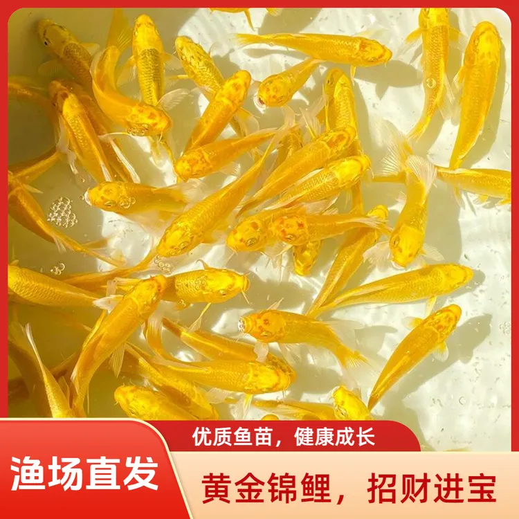 招财冷水鱼耐活好养黄金龙凤锦鲤淡水金鱼活鱼中大型观赏鱼小型鱼