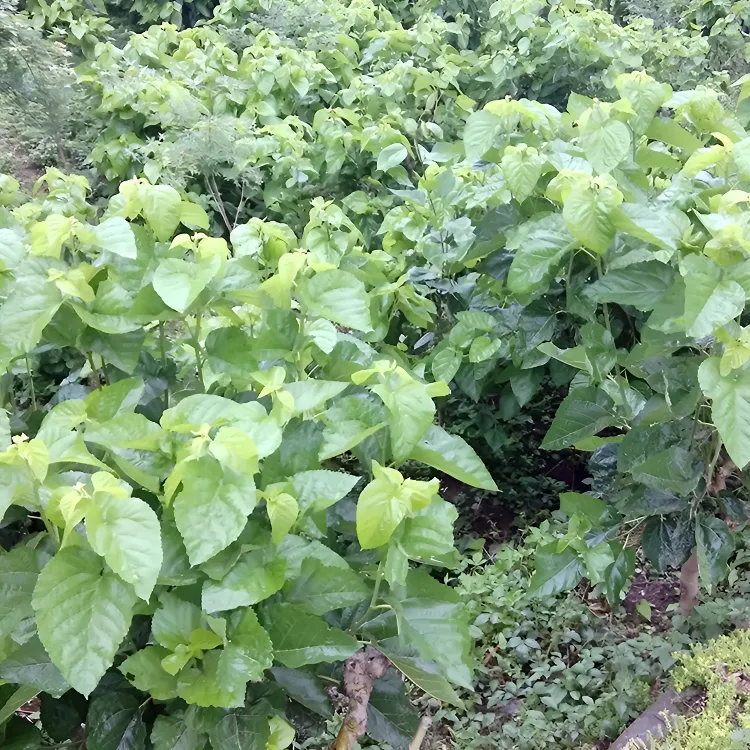 重庆发货新鲜嫩桑叶学生养蚕宝宝饲料基地现摘食用代用茶蚕叶包邮