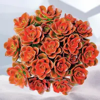 大盆红酒玫瑰巧克力多肉植物盆栽带盆带土好养活室内外可养新手