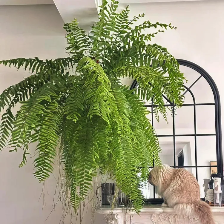 【冠幅1-1.1m】特大霸王蕨大盆长叶垂吊蕨类植物吸甲醛好养耐阴客厅